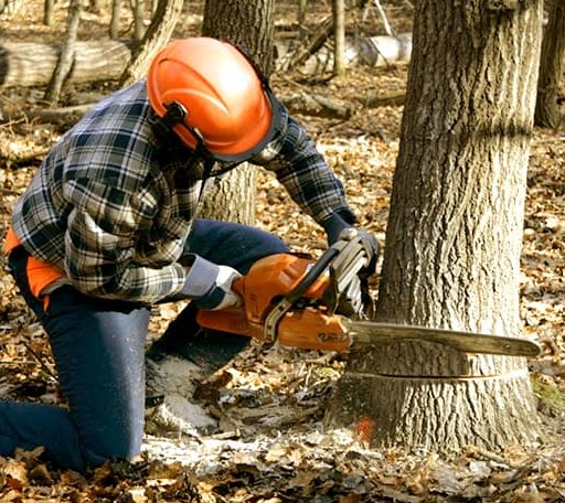Tree Removal in Holly Springs, MS